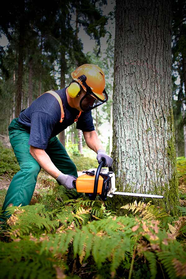 Tree Stump Removal Hertfordshire